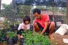 Karno Batiran, executive director of PAYOPAYO, Share Lent’s partner in Indonesia, tends to planted seeds with his daughter. 