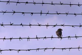 A sparrow rests on a barbed wire fence that surrounds Jilava prison near Bucharest, Romania. Bishop Anton Durcovici, who was secretly ordained under communist rule and died in prison in Romania was to be beatified May 17.
