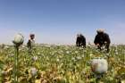 Afghan farmers extract opium to be processed into heroin in Helmand province, Afghanistan, April 7. A Catholic bishop in southern Mexican has called for compassion toward the impoverished populations harvesting opium poppies out of necessity, saying such people are not sinners and are neglected by the government. 