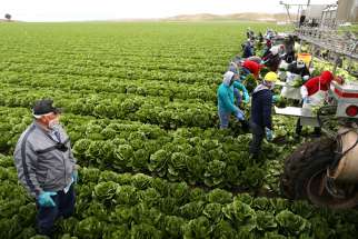 Migrant farmers with visas harvest romaine lettuce in King City, Calif., April 17. Canada also imports thousands of temporary and seasonal agricultural workers from the Caribbean and Latin America each year, the majority on eight-month permits. 