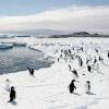 Adelie penguins walk on the ice at Cape Denison in Antarctica in this 2009 file photo. Religious leaders have urged people to take their faith-based commitment to the stewardship of God&#039;s creation to the U.N. Rio+20 Conference on Sustainable Development in Brazil June 20-22