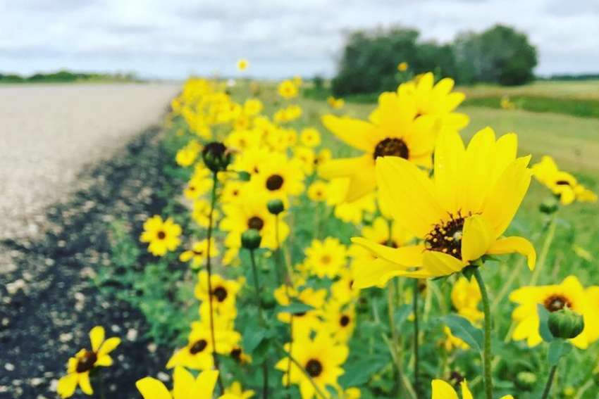 Wildflowers of rural Saskatchewan ‘felt like a gift straight from God,’ writes Leah Perrault. 