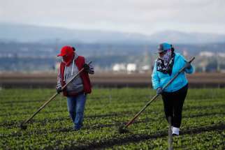 Migrant workers clean fields near Salinas, Calif., March 30, 2020, amid the coronavirus pandemic.