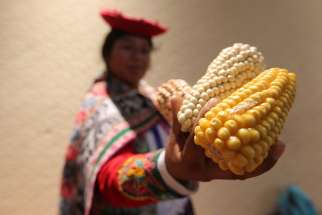 An indigenous woman in Cancun, Mexico, shows genetically modified corn Dec. 5, 2016.