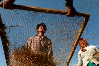  Farmers harvest rice at a field in Bhaktapur, Nepal, Oct. 16, 2020, World Food Day. Pope Francis addressed the U.N. Food and Agriculture Organization on World Food Day. 