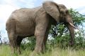 African clergy join fight to save elephants and rhinos 