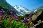 Colorful wildflowers frame the peak of Byron Glacier near Girwood, Alaska, in this file photo.