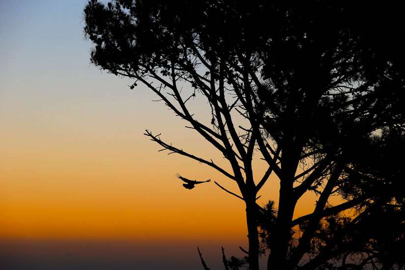 A bird is seen landing on a tree at sunset in 2014 in Cape Town, South Africa. &quot;All African nations are contributing less to the total harmful emissions and are the most affected by climate change,&quot; Egyptian President Abdel Fattah el-Sisi said at the U.N. climate conference in Paris