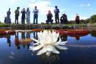 Tourists take pictures of a lotus flower in Hamyang, South Korea, Aug. 29. Pope Francis said religions can play an important role in protecting the environment and defending human rights in their countries, their communities and their schools.