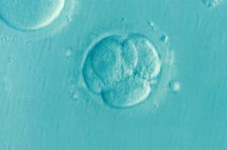Oregon researchers announced that they have successfully altered genes in a human embryo for the first time in the United States.