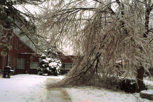 Mature trees on the property of St. Mary’s Church in Brampton, Ont., were at the mercy of freezing rain turned to ice during a pre-Christmas storm that left many without electricity.