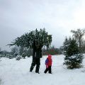 A father and his daughter take away a Christmas tree from a tree farm in Anoka, Minn. A real tree is better for the environment than an artificial one, according to the Green Church.