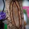 A scar resembling the shape of the image of Our Lady of Guadalupe is seen on a tree July 14 in West New York, N.J. As hundreds of onlookers and Marian devotees gathered daily around the tree, a spokesman for the Newark Archdiocese called the mark a &quot;natural occurrence&quot; and an opportunity to find deeper meaning in faith.