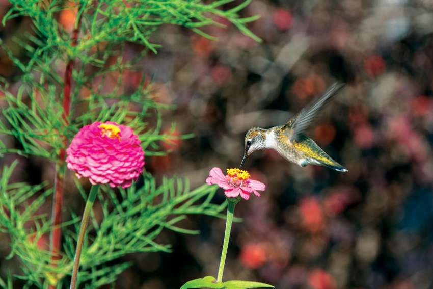 One of nature’s “feathered miracles,” a hummingbird, gathers nectar from a flower.