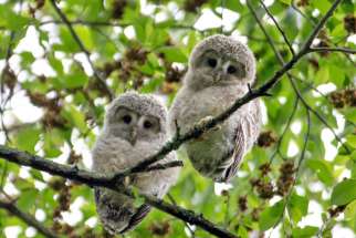 Ezo owl chicks sit in a tree just after leaving their nest on Hokkaido Island, Japan, June 11, 2014. Pope Francis plans to issue an encyclical on the environment later this year.