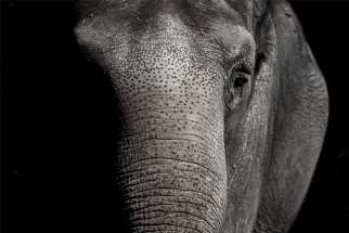 Court will decide if an elephant should have “personhood.”