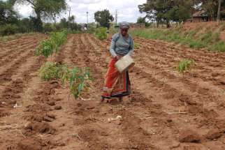 A woman plants seeds on a farm on the grounds of Our Lady of Mercy Catholic Church in Machakos, Kenya, March 26, 2017. As Kenya&#039;s government lifted the ban on genetically modified foods, some Catholic bishops expressed reservations.