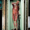 A life-size figure created out of real bones and colored wax is one of eight anatomical figures commissioned by 18th-century Pope Benedict XIV to teach the general public and artists about the human body. The figures, created by Italian physician-sculptor Ercole Lelli, are in the Poggi Museum in Bologna, Italy.
