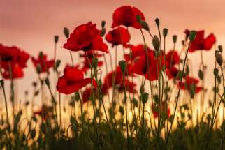 Speaking Out: Why we wear the poppy