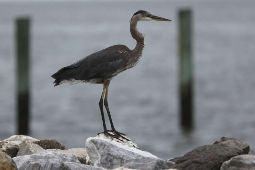 A heron is pictured perched on a rock along Maryland&#039;s Chesapeake Bay.