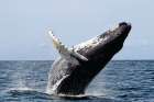 The humpback whale is just one species of marine life that has suffered from the pollution in Earth’s oceans. 