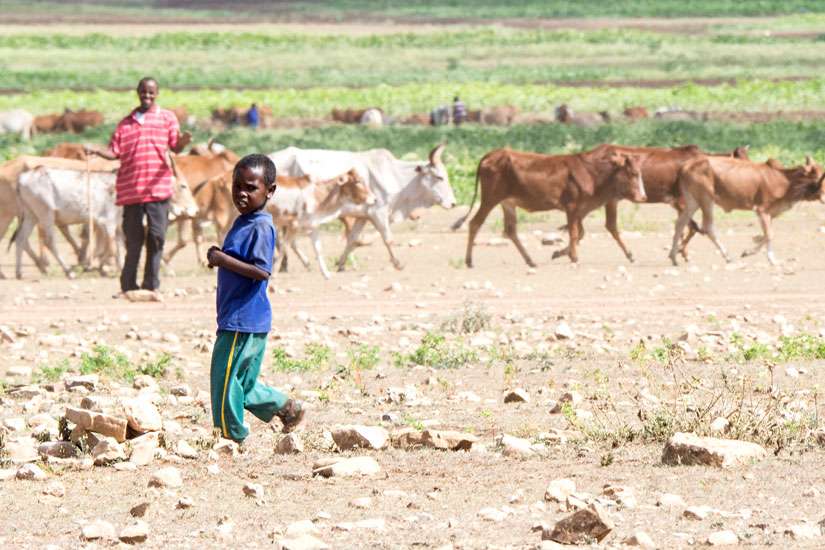 Over 10 million people face hunger in Ethiopia, one of several African countries hit by drought.