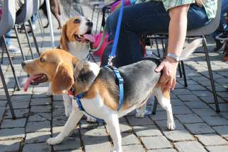 A group attended the Wednesday general audience with their rescue dogs at St. Peter&#039;s Square June 2016.