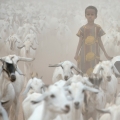 A girl herds goats through the Dadaab refugee camp in northeastern Kenya July 25. Considered the world&#039;s largest refugee settlement, Dadaab has swelled with tens of thousands of recent arrivals fleeing drought in Somalia.