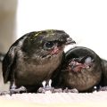 These two chimney swifts were nursed back to health and have made their new home on King&#039;s University College campus.