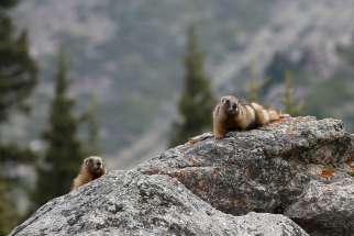 Marmots are seen in Ile-Alatau National Park in the mountains near Almaty, Kazakhstan, May 22, 2020.