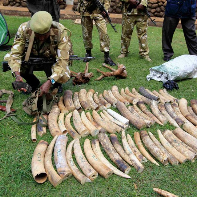 Kenya Wildlife Service officials in Nairobi Jan. 16 display recovered elephants tusks and illegally held firearms taken from poachers. The Catholic Church has never encouraged anyone to use ivory for religious devotional objects and, in fact, teaches tha t animals must be treated with respect, the Vatican spokesman said in a letter to &quot;friends of the elephants.&quot;
