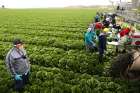Migrant farmers with visas harvest romaine lettuce in King City, Calif., April 17. Canada also imports thousands of temporary and seasonal agricultural workers from the Caribbean and Latin America each year, the majority on eight-month permits. 